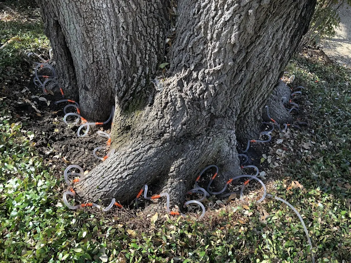 Detailed Tree Cabling and Bracing job site in Triplett