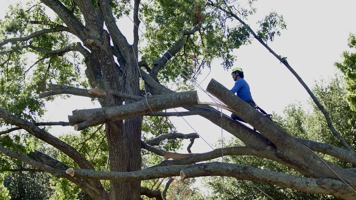 Professional Crown Thinning performed by certified arborists in Triplett