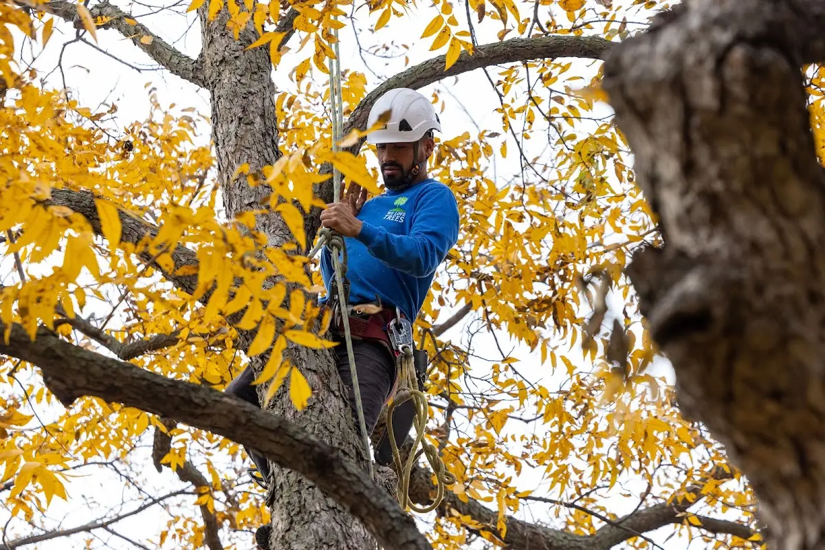 Skilled Storm Damage Cleanup crew working in Triplett
